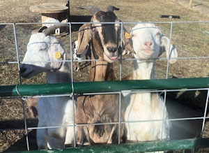 Three nanny goats at the fence