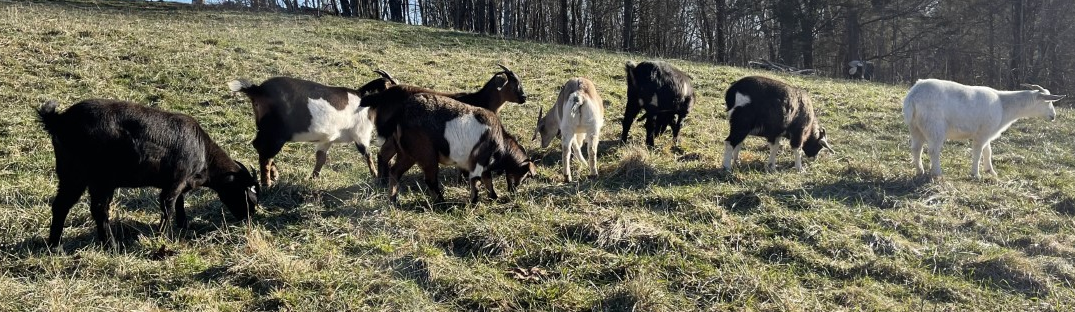 Kiko goats for sale, commercial, purebred and registered