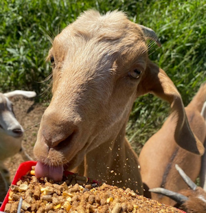 Kiko goats for sale, Kentucky